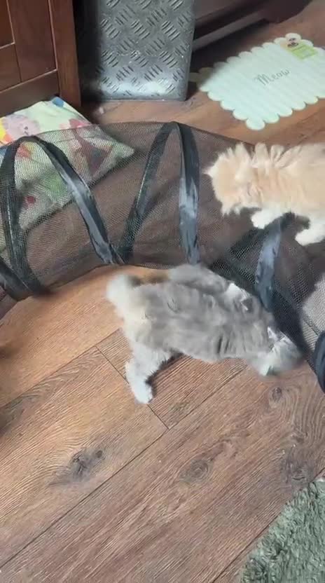 Persian cats for sale: Gorgeous persian kittens - Video 2