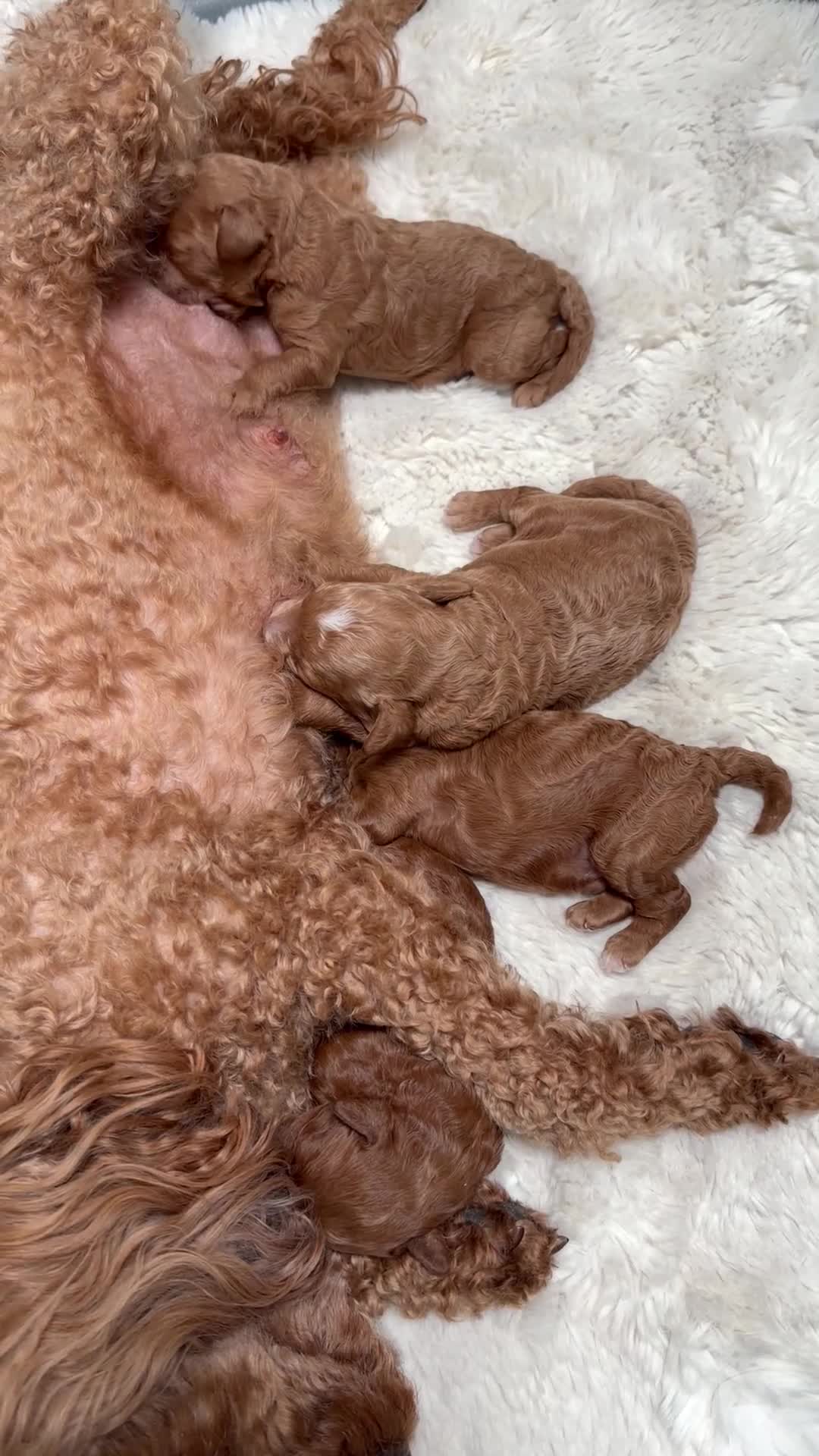 Miniature Poodle dogs for sale: Kc gorgeous red mini Poodle 5 gen pedigree  - Video 1