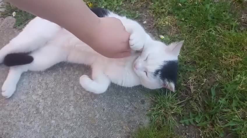 Mixed Breed cats for sale: DOBBY AND YODA - Video 1