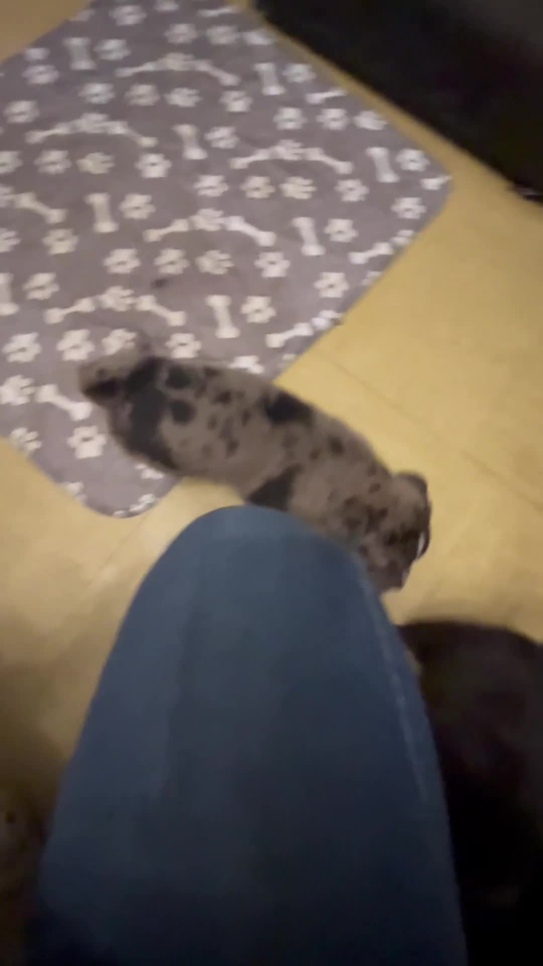 Mixed Breed dogs for sale: Beautiful Merle Caucasian corso - Video 1