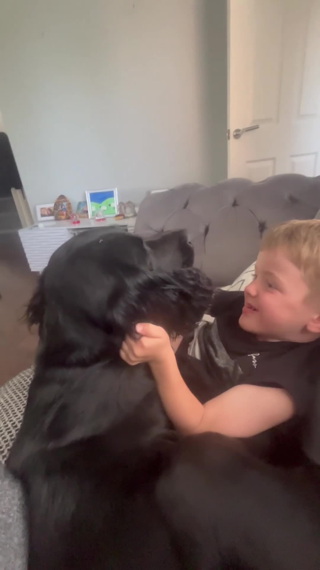 Sprocker dogs for stud: Large sprocker for stud - Video 1