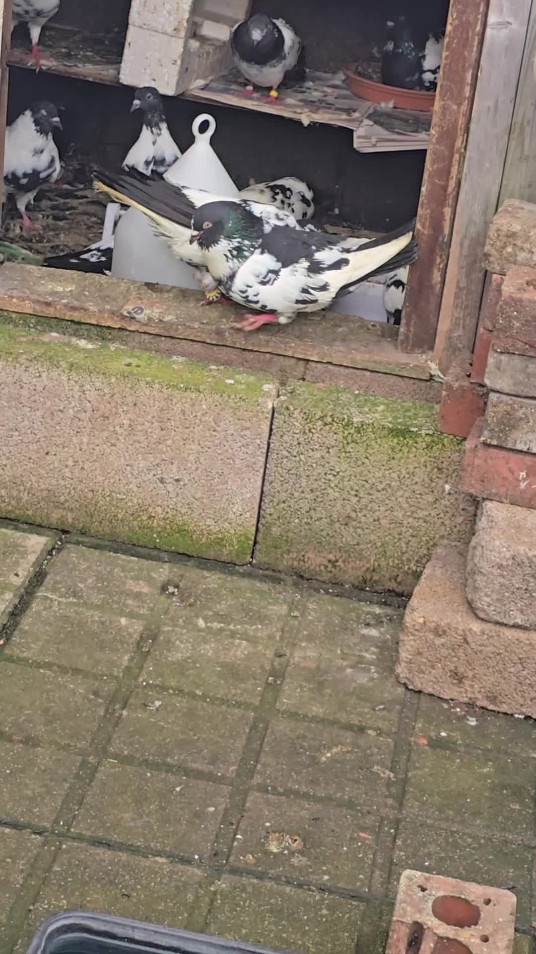 Mixed Breed birds for sale: Afghani pigeons  - Video 1