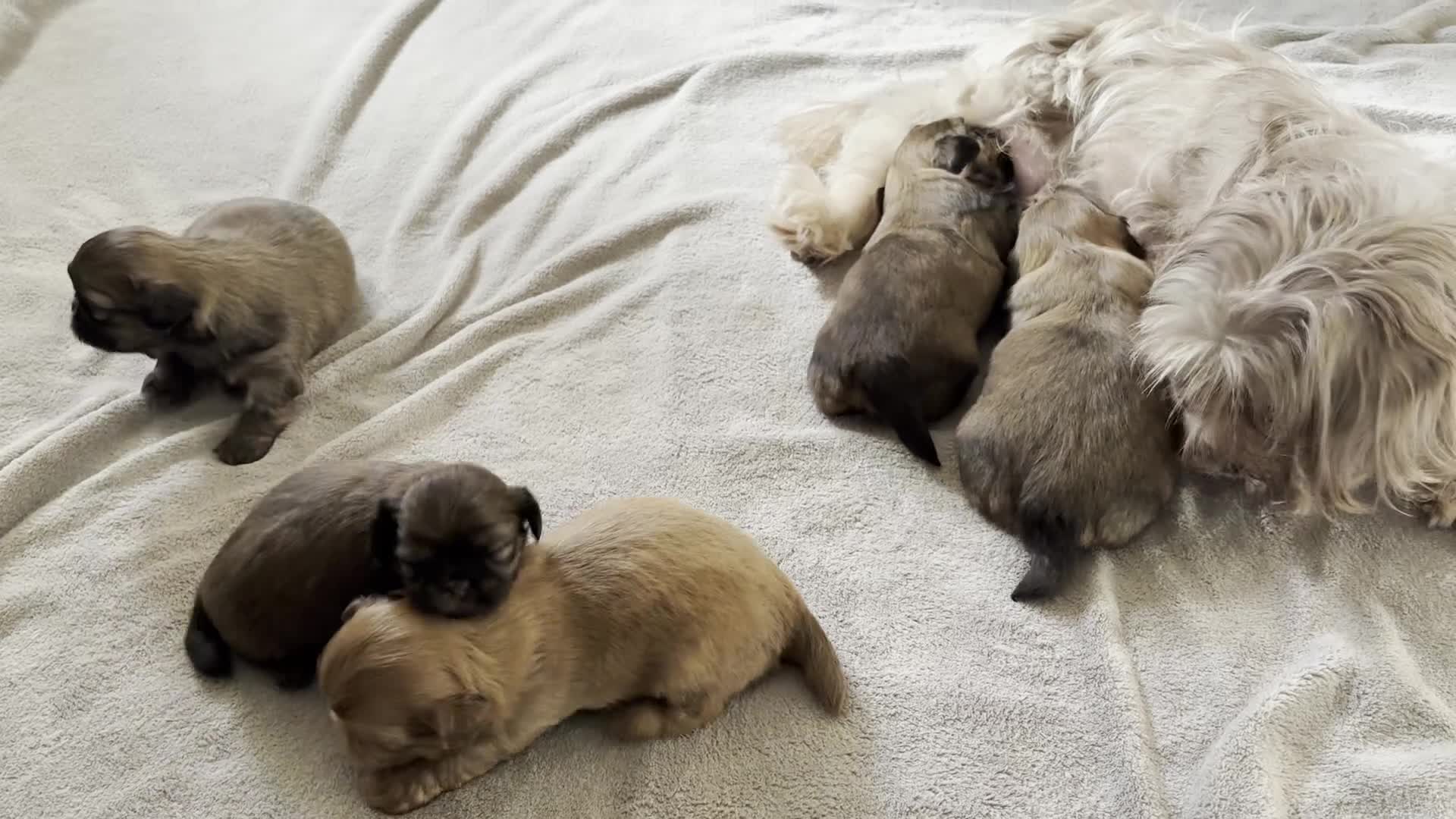 Shih Tzu dogs for sale: Stunning Imperial Shih Tzu Puppies ~ Rare Colours in Esher - Video 1