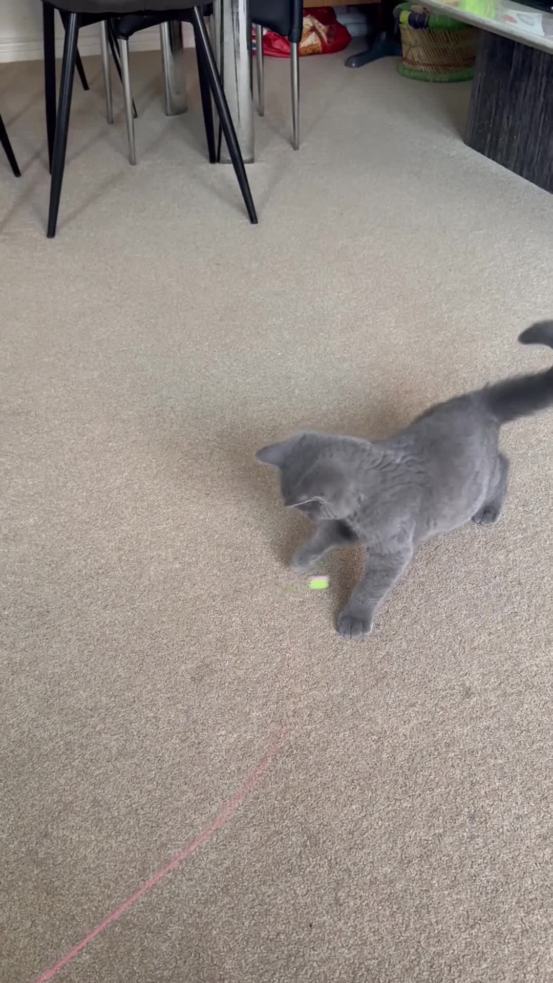 British Shorthair cats for sale: Beautiful bicolor female and male kitten  - Video 2