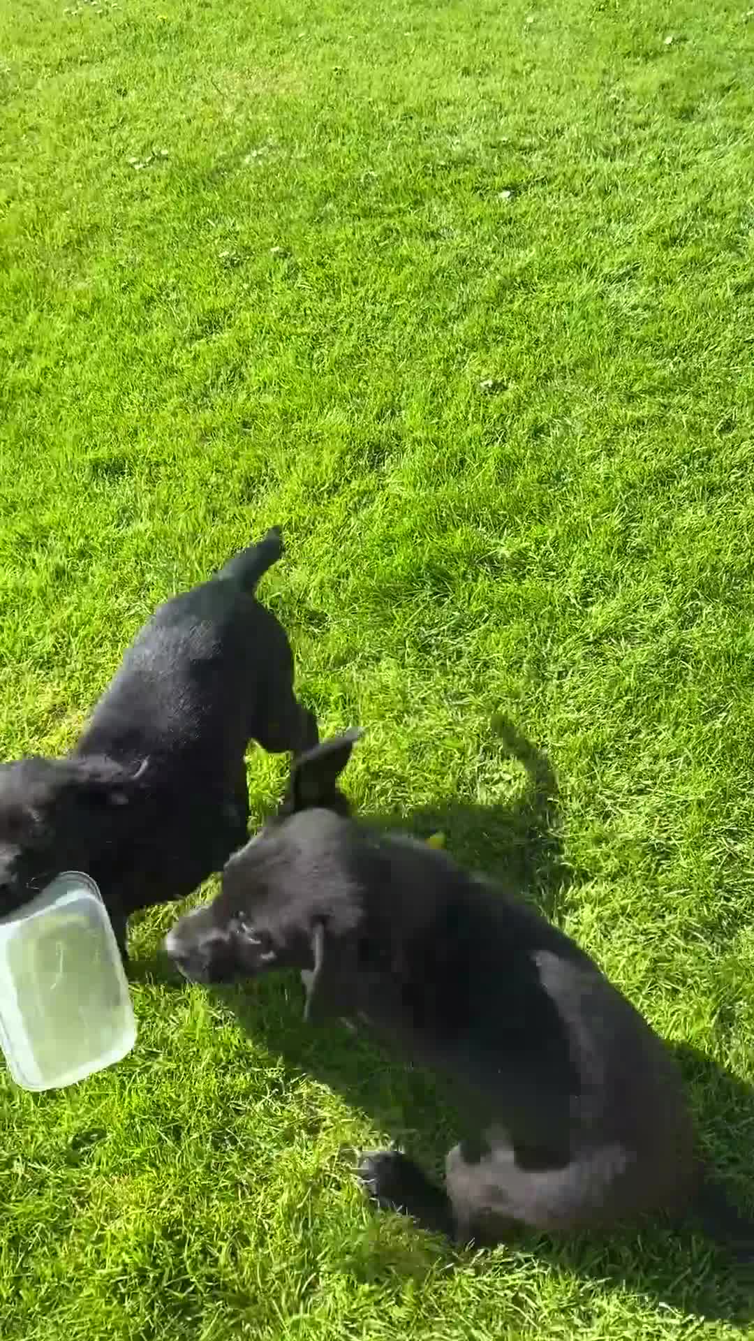 Labrador Retriever dogs for sale: KC Reg well bred Male puppies - Video 3