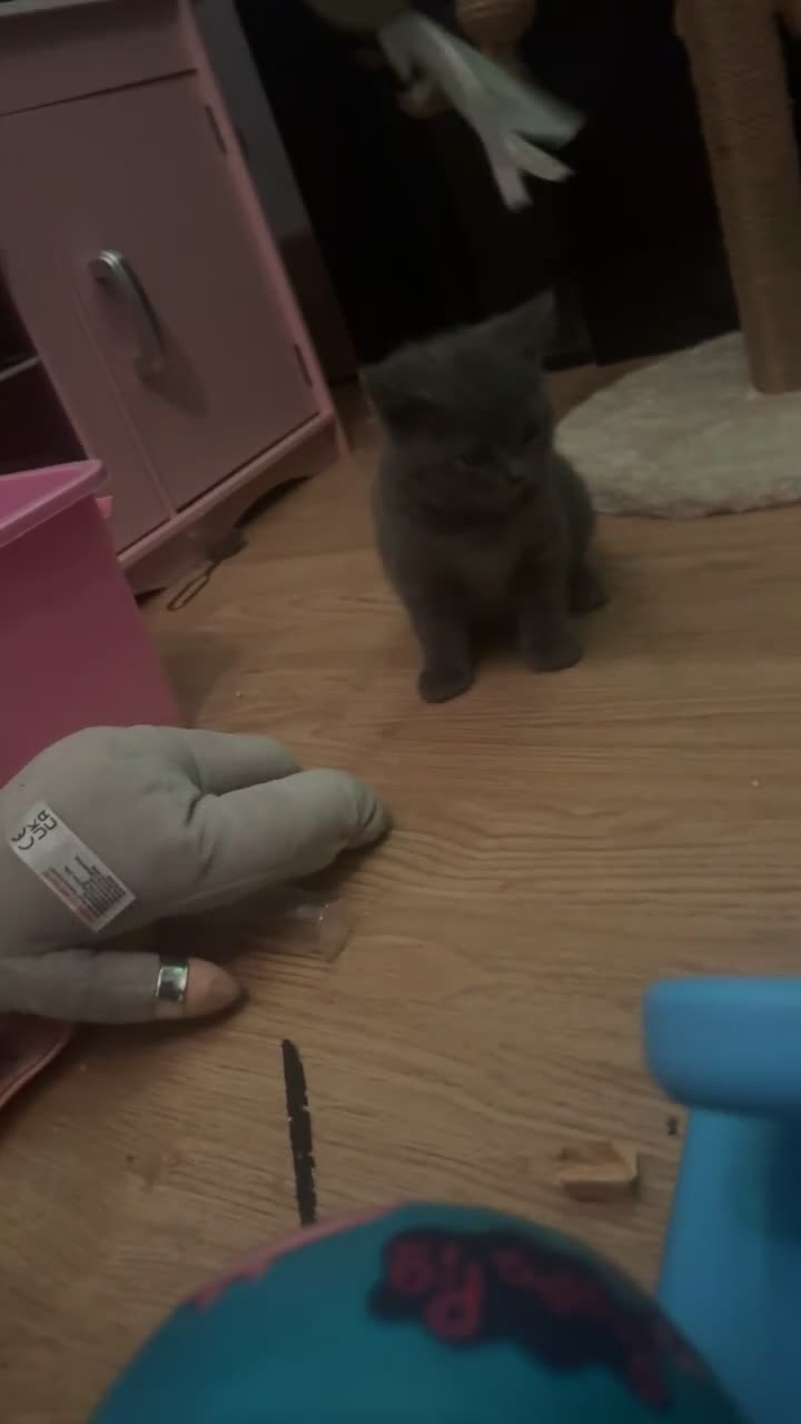 British Shorthair cats for sale: British shorthair kittens  - Video 3