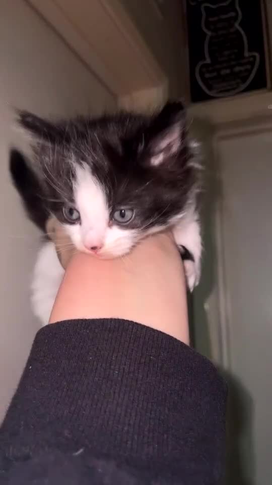Mixed Breed cats for sale: Beautiful female kittens - Video 1