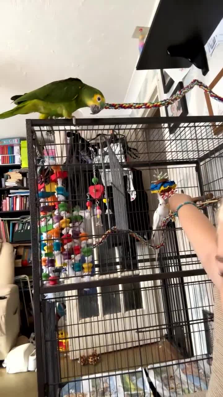 Cockatiels birds for sale: Lutino Cockatiel - Video 3