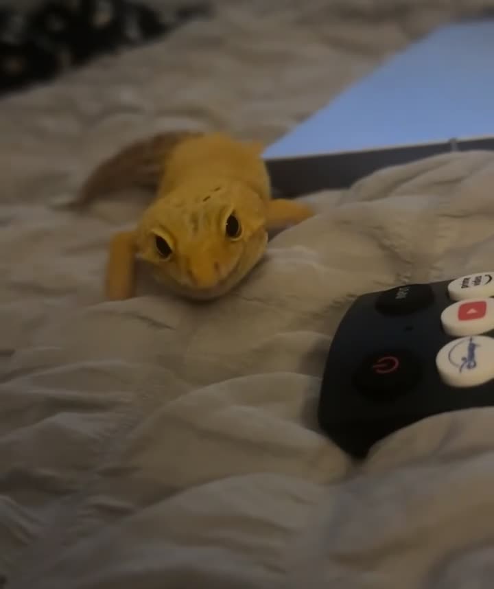 Leopard Gecko reptiles for sale: Female leopard gecko  - Video 1