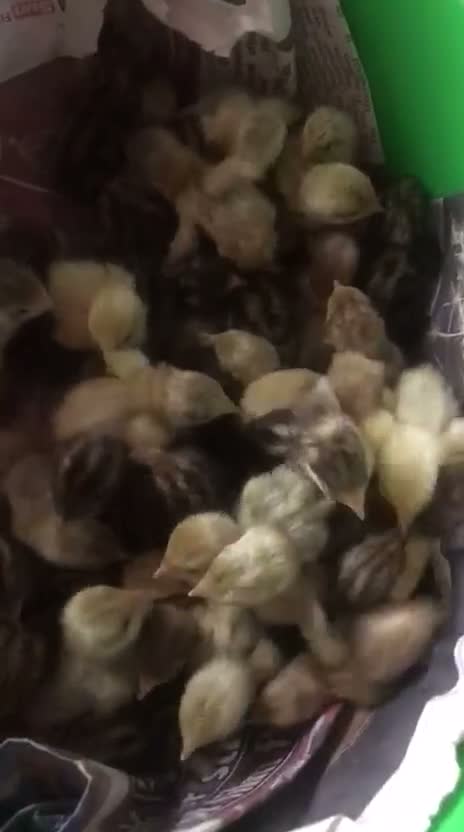 Quail poultry for sale: QUAIL CHICKS/CHINESE PAINTED BUTTONS ! - Video 1