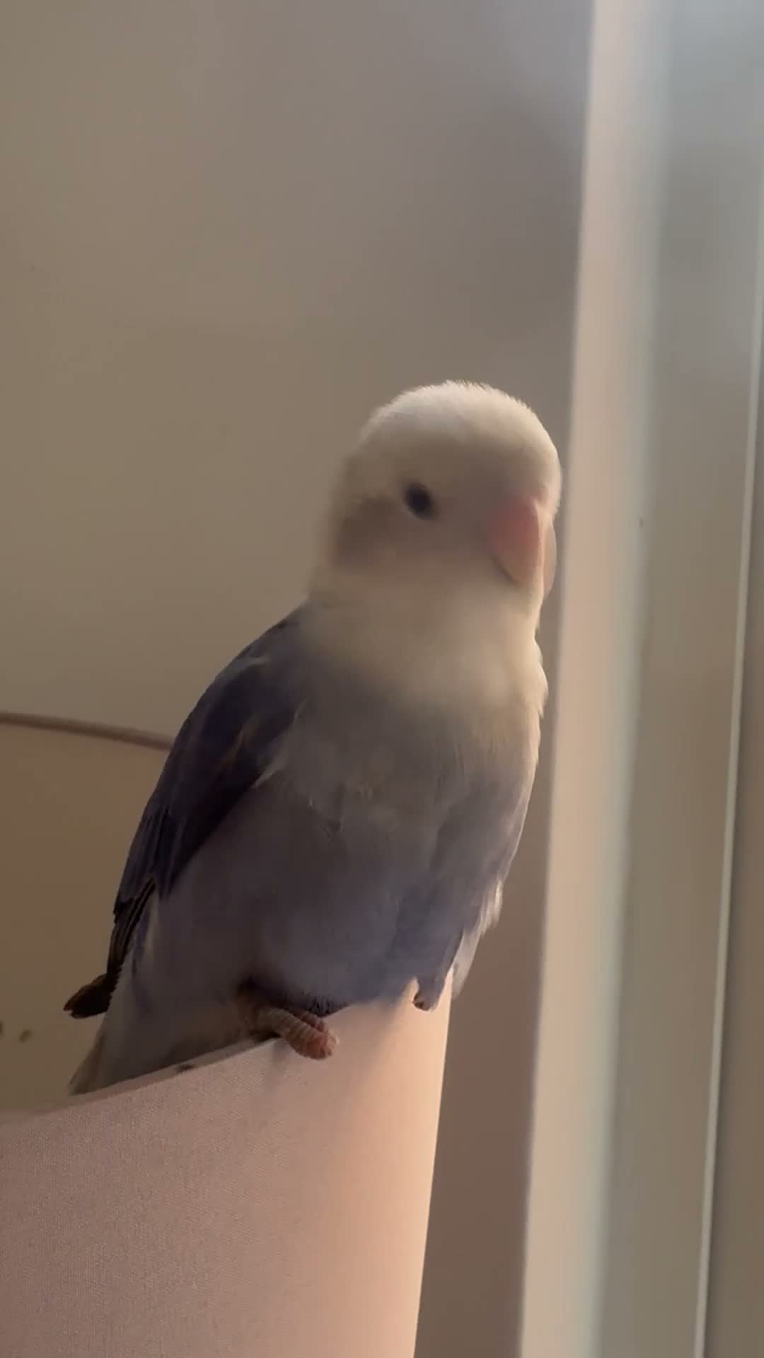Lovebirds birds for sale: Sweet & Affectionate Female Lovebird For Sale - Video 1