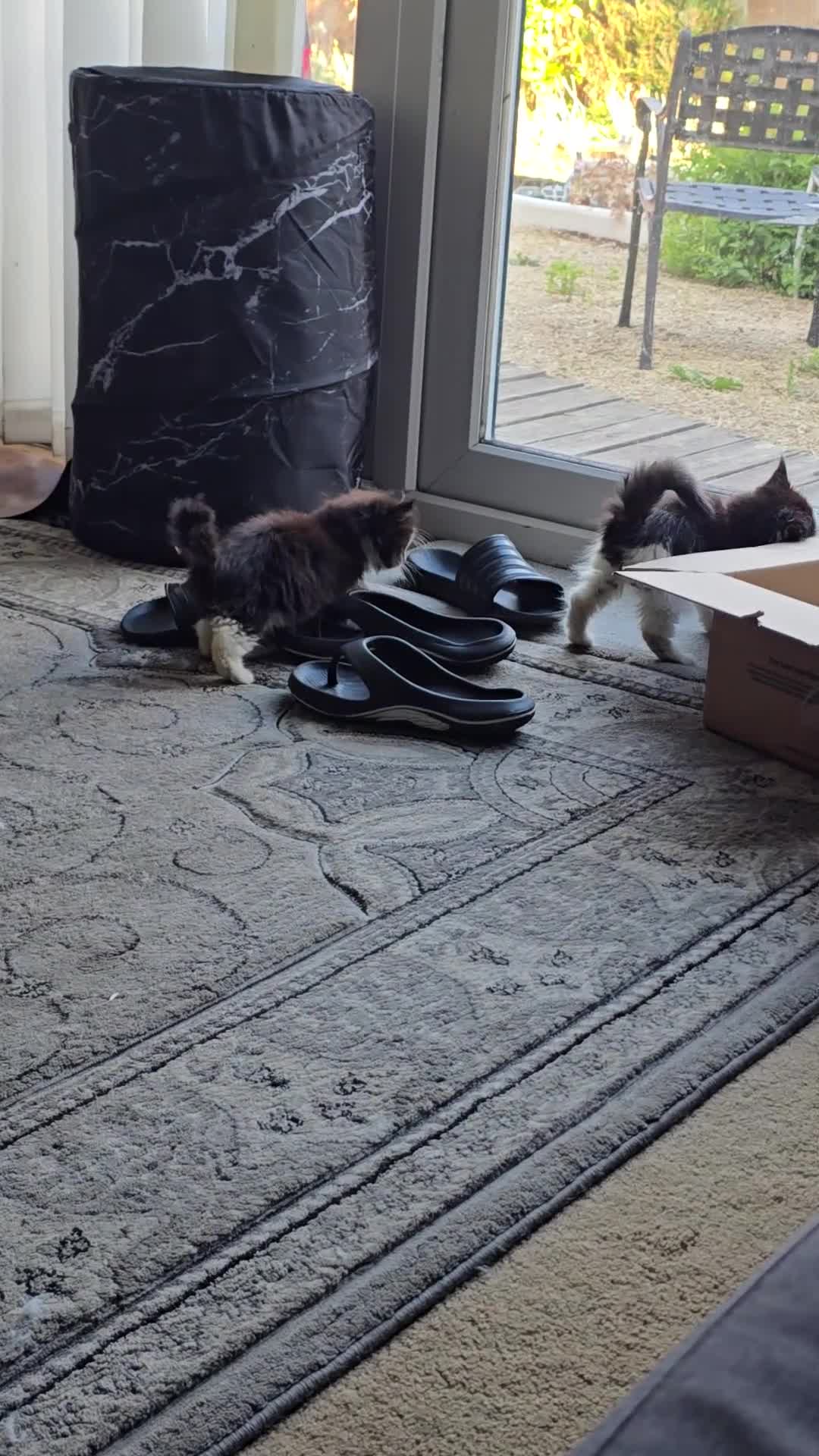 Mixed Breed cats for sale: 3 Beautiful Female Long-Haired Kittens,9 Weeks Old - Video 1