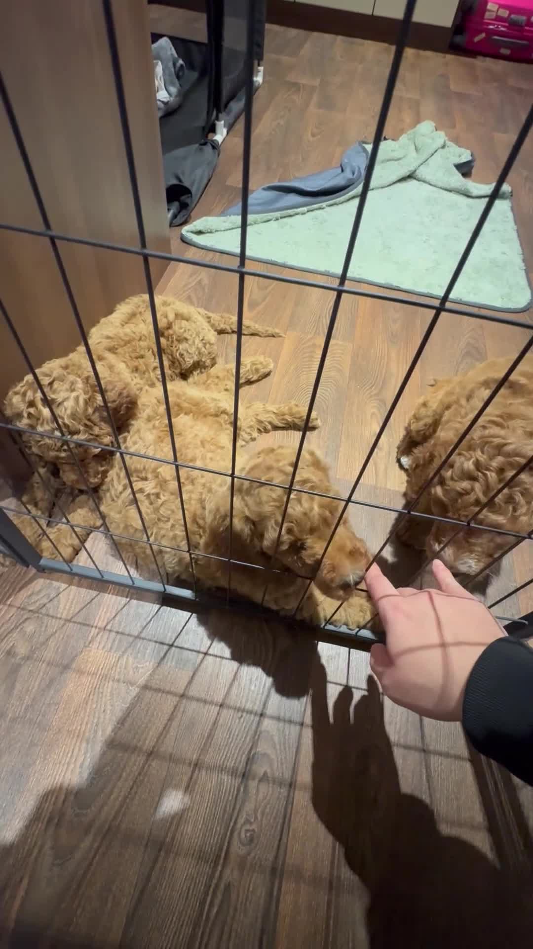 Poodle dogs for sale: Standard poodle  - Video 2