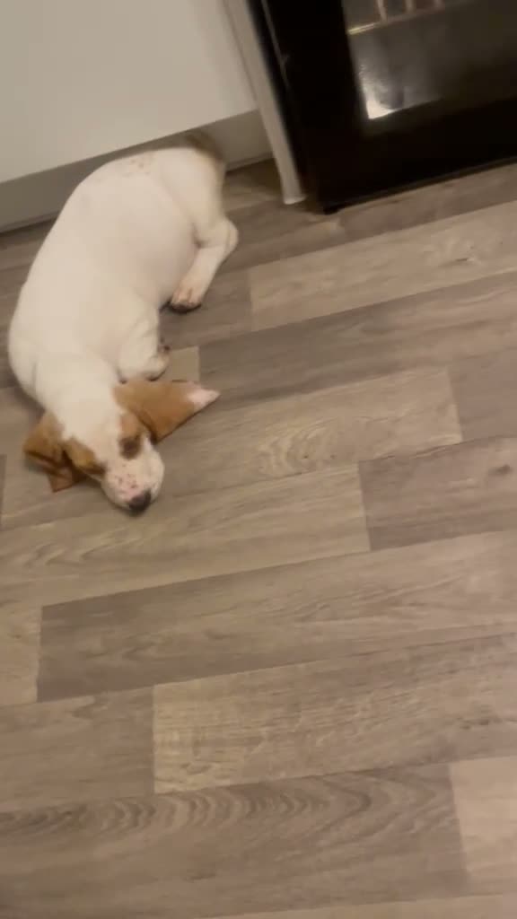 Basset Hound dogs for sale: Now Ready for New Forever Homes - Video 5