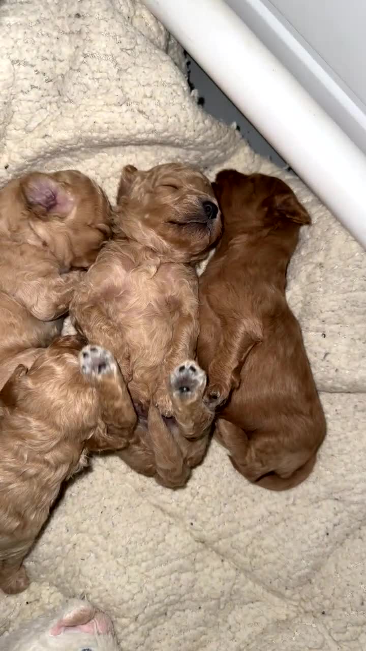 Cavapoo dogs for sale: Amazing quality litter of F1B Cavapoos  - Video 1