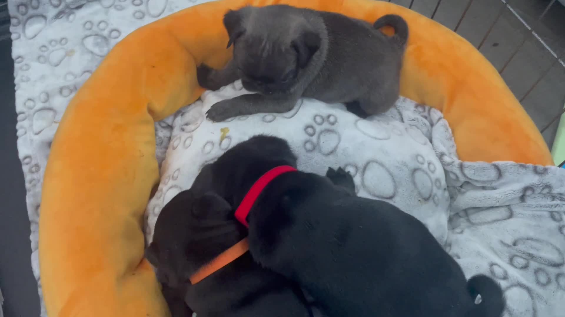 Pug dogs for sale: Six Happy & Healthy KC Pedigree Pugs - Video 3
