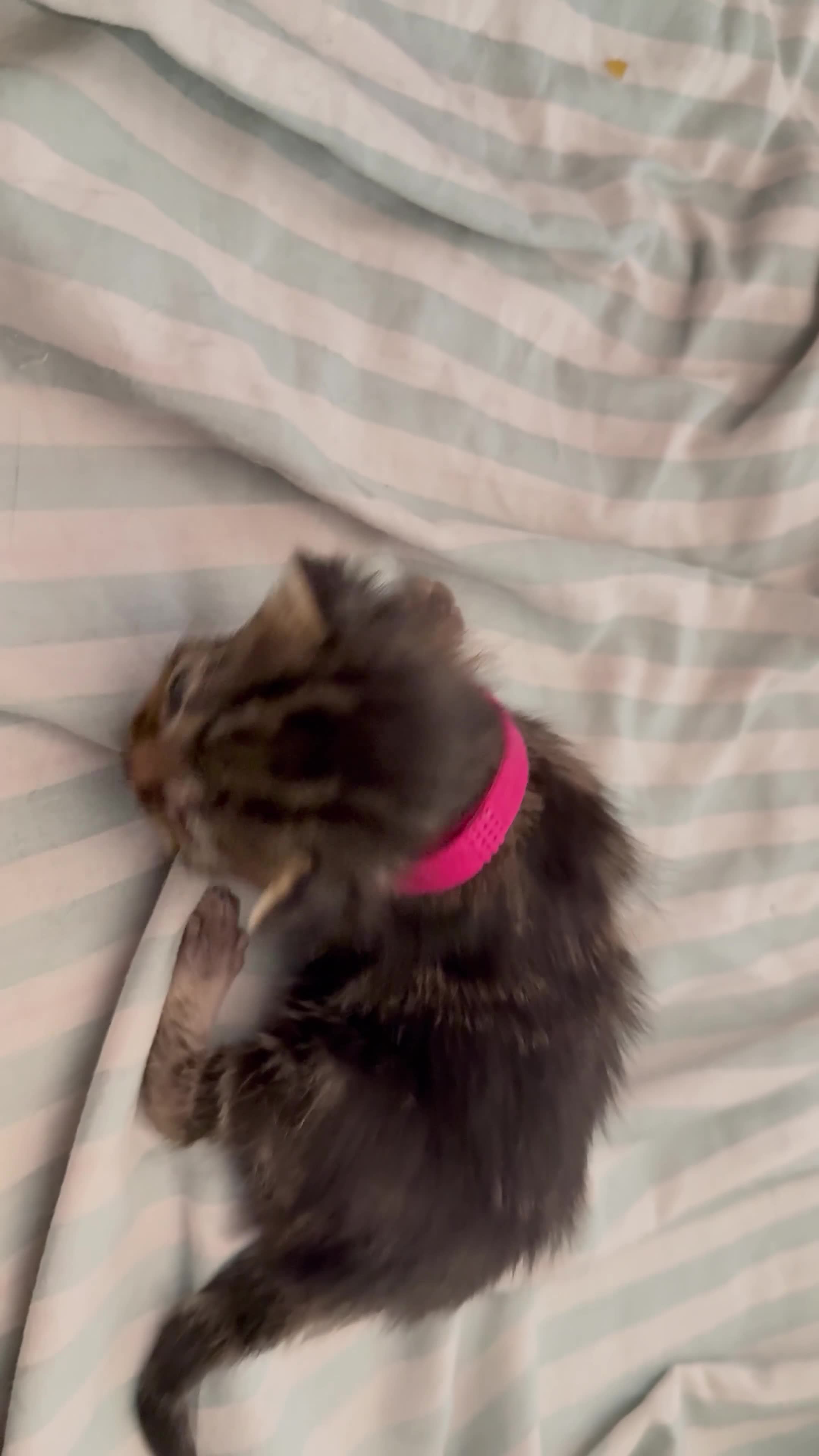 Mixed Breed cats for sale: Maine coon mixed kittens  in Ashford - Video 3