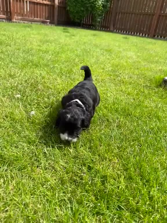 Cockapoo dogs for sale: Toy cockapoo puppies (golden) (tri) super cute - Video 2