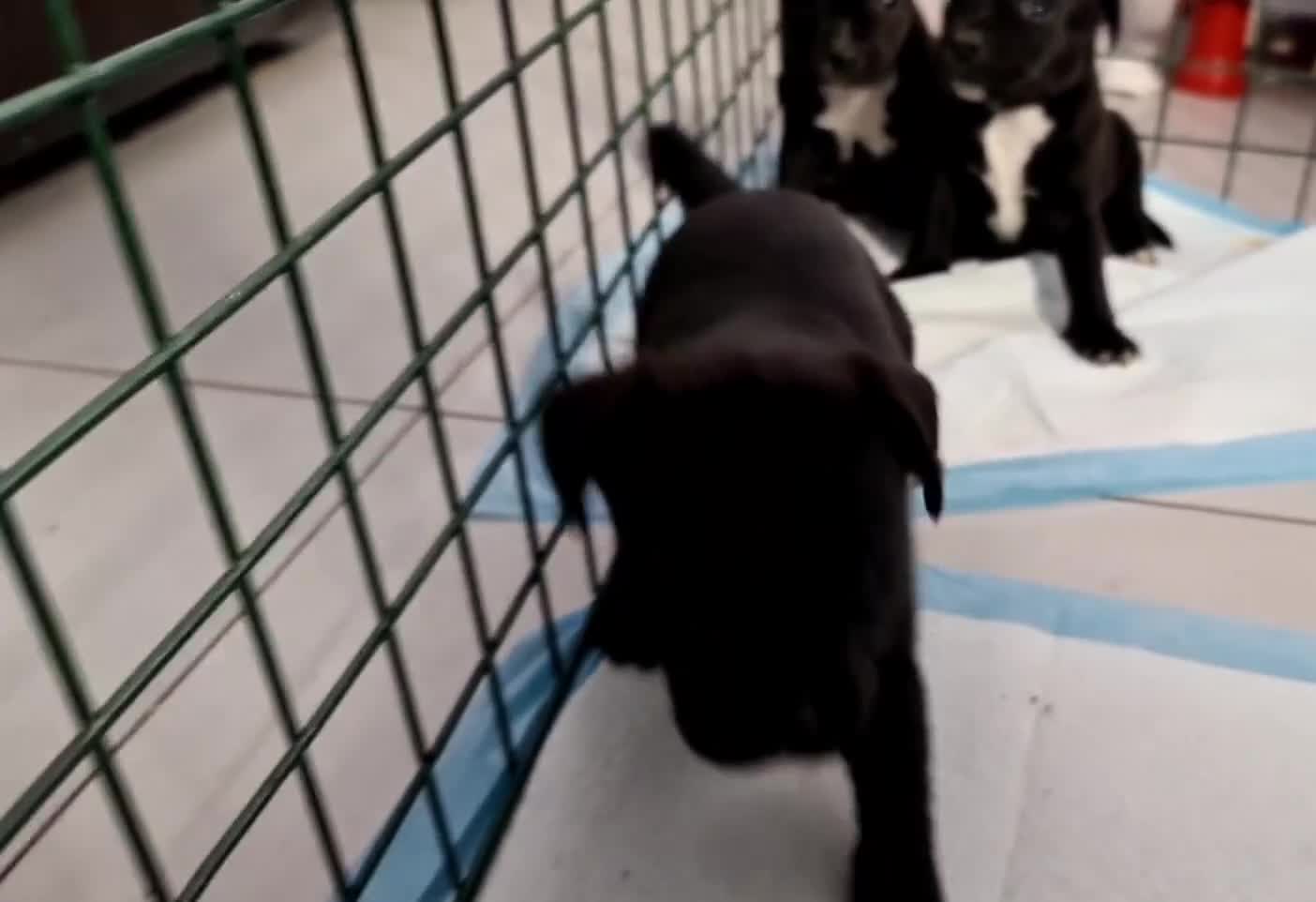 Staffordshire Bull Terrier dogs for sale: Adorable KC champion bred black staffy puppy's  - Video 3