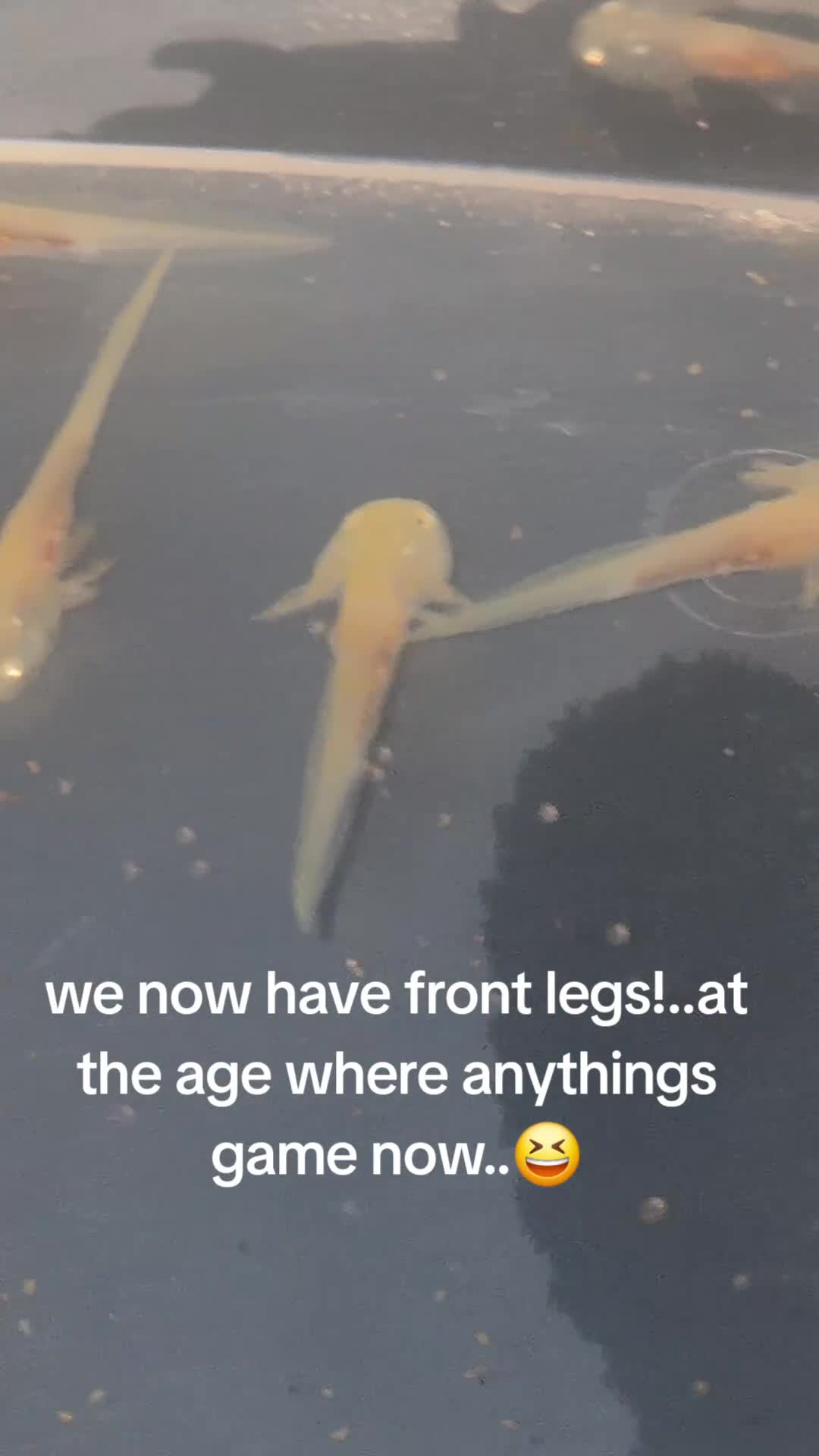 Other/Mixed Breed fish for sale: Baby Axolotls in Spalding - Video 1