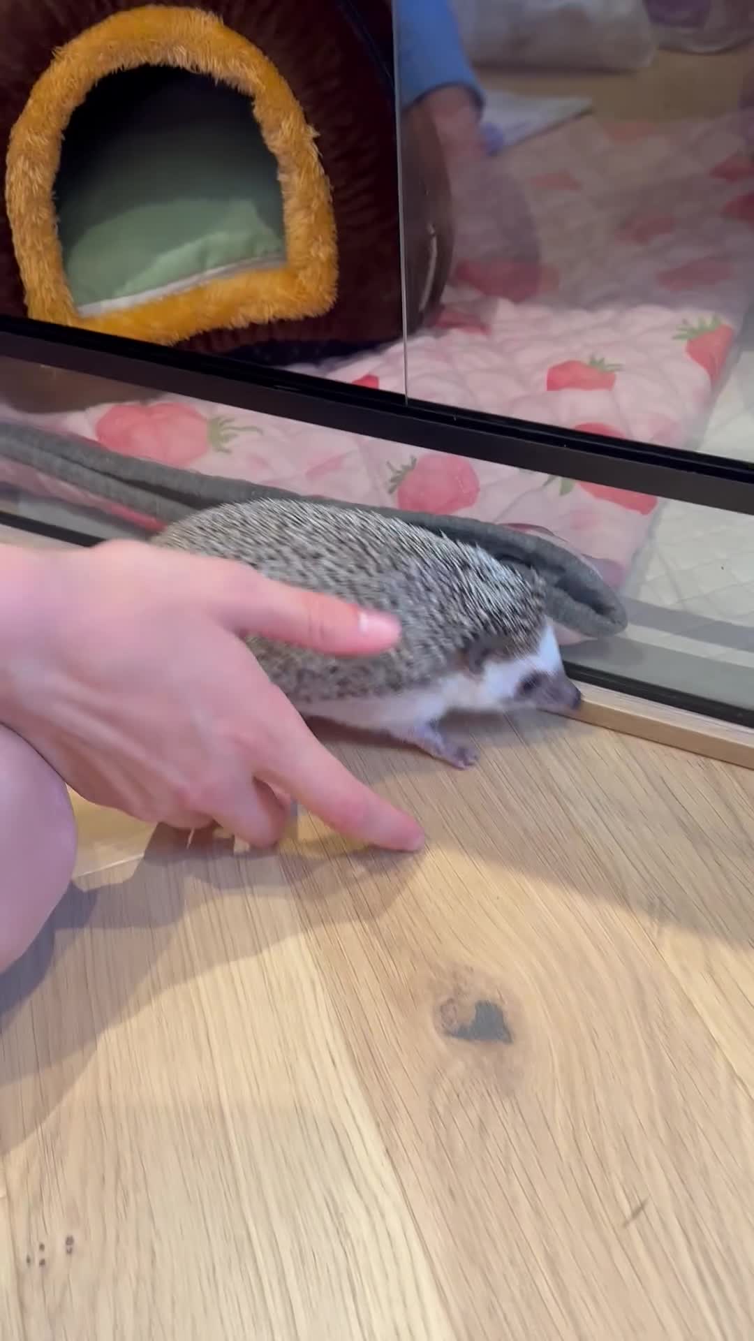 Pygmy Hedgehog rodents for sale: Pygmy Hedgehog in Newcastle upon Tyne - Video 2