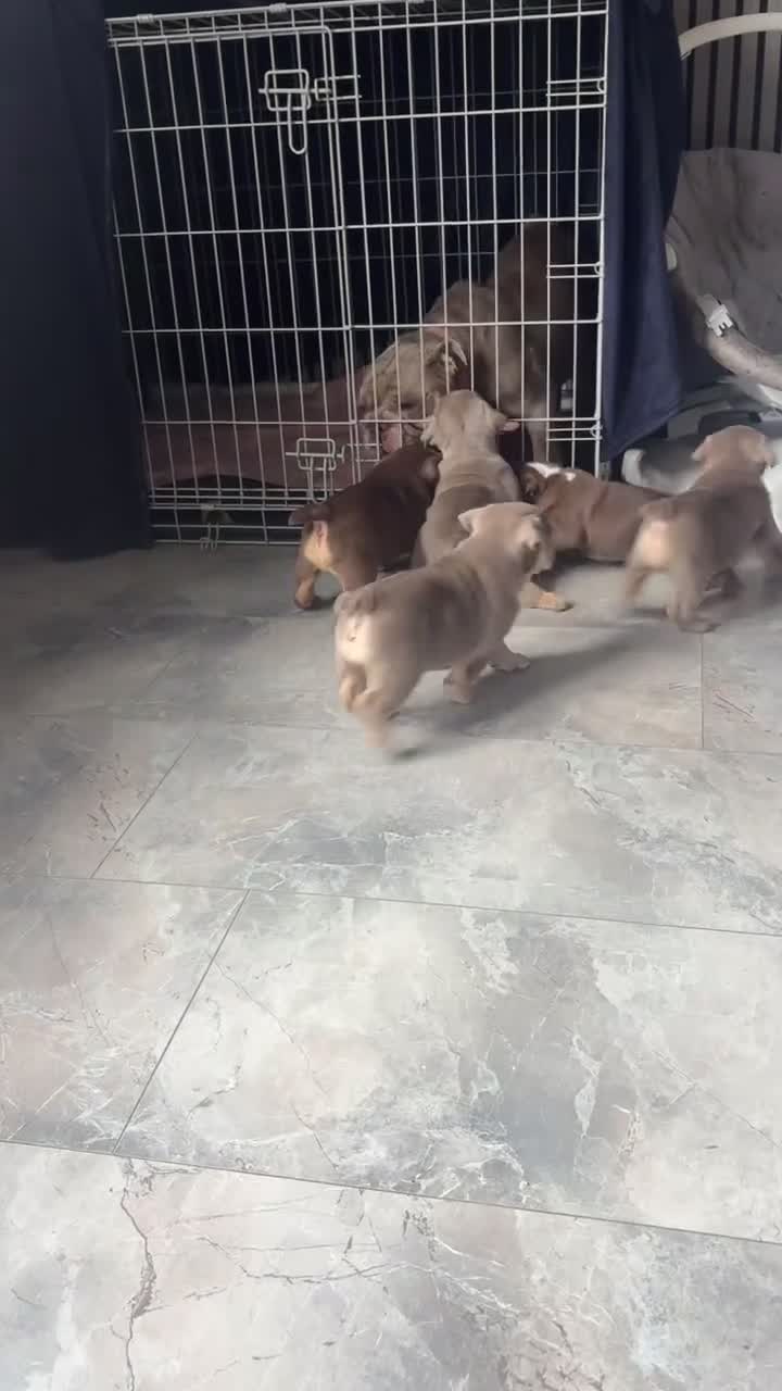 English Bulldog dogs for sale: KC Registered English Bulldog Puppies in Glasgow - Video 2