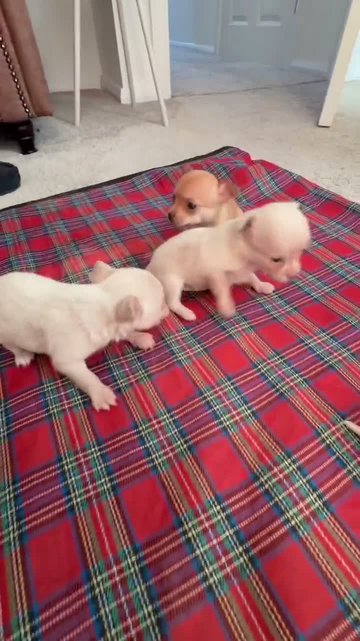 Chihuahua dogs for sale: CHIHUAHUA PUPPIES  - Video 1