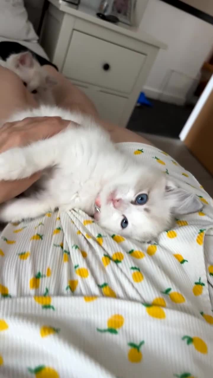 Ragdoll cats for sale: Girl ragdoll kittens  - Video 1