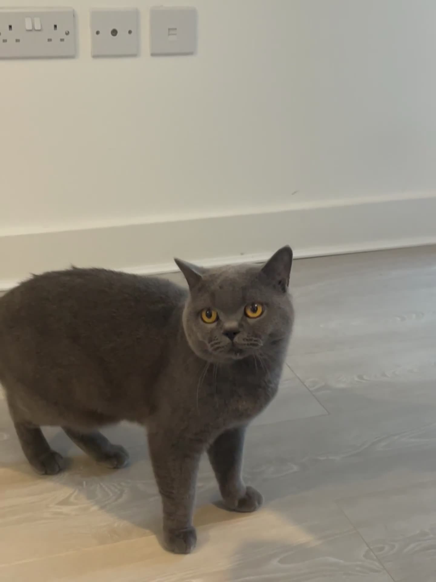 British Shorthair cats for sale: Gorgeous blue BSH son of gccf Champion(unneutered) - Video 1