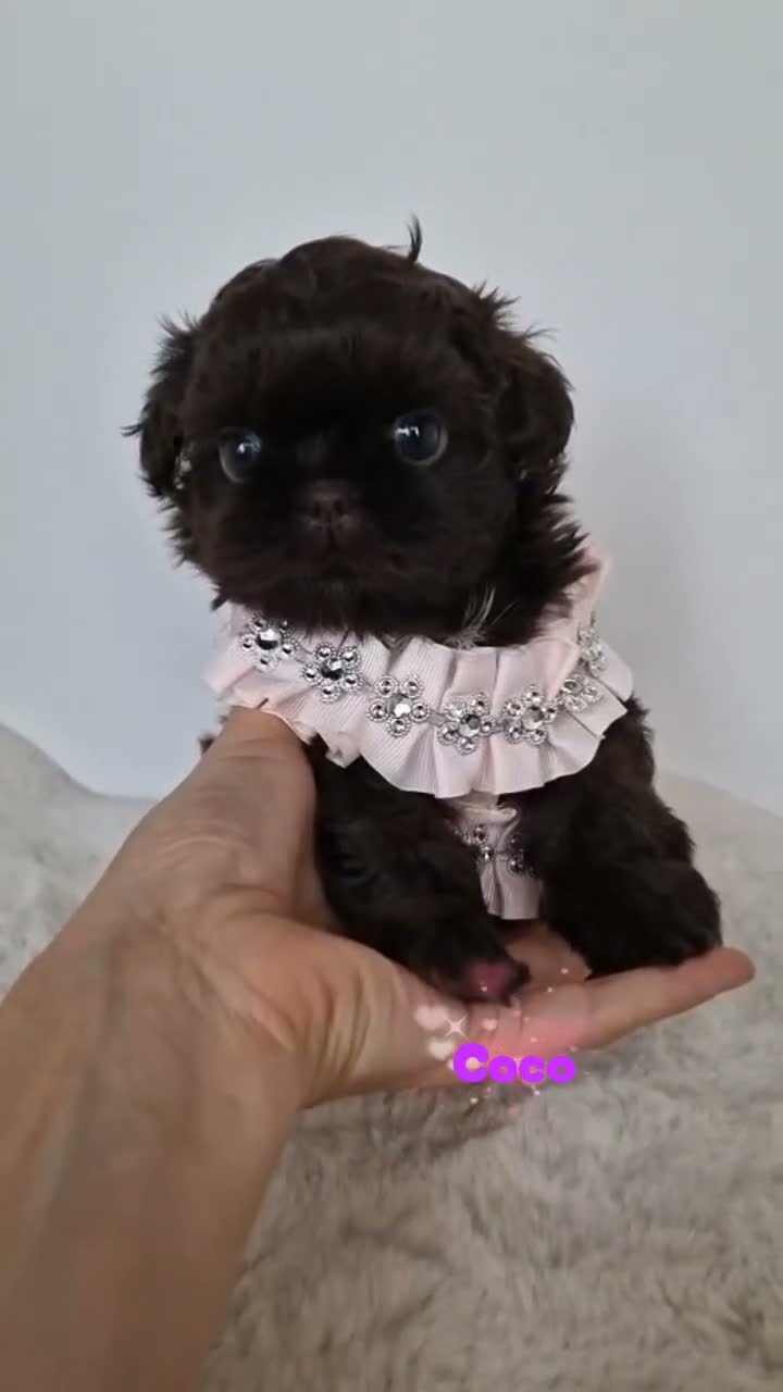 Shih Tzu dogs for sale: Chocolate Imperial Shih Tzu Grils  - Video 1