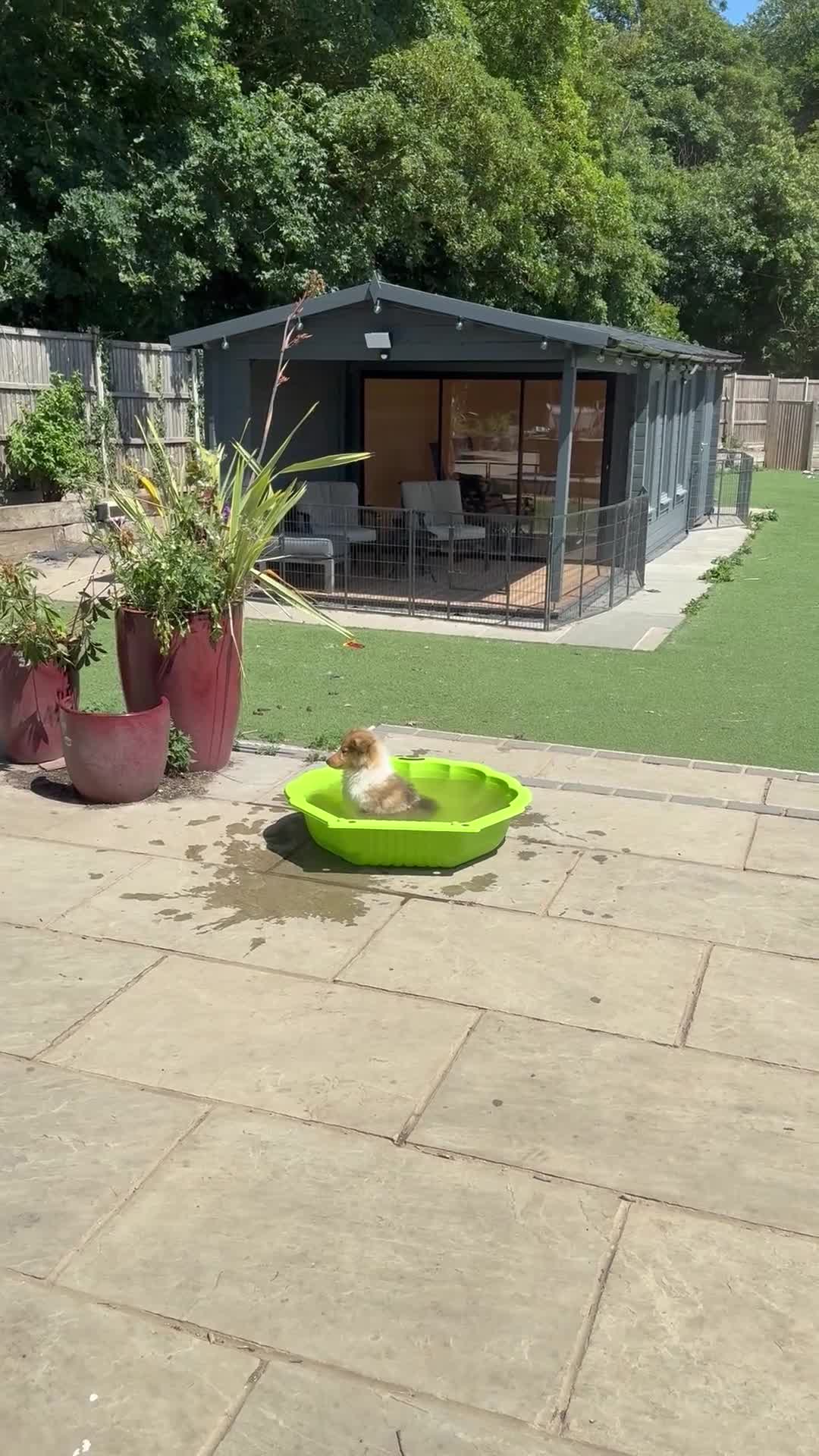 Rough Collie dogs for sale: Ready Now- Stunning Sable & White Female Puppy - Video 1