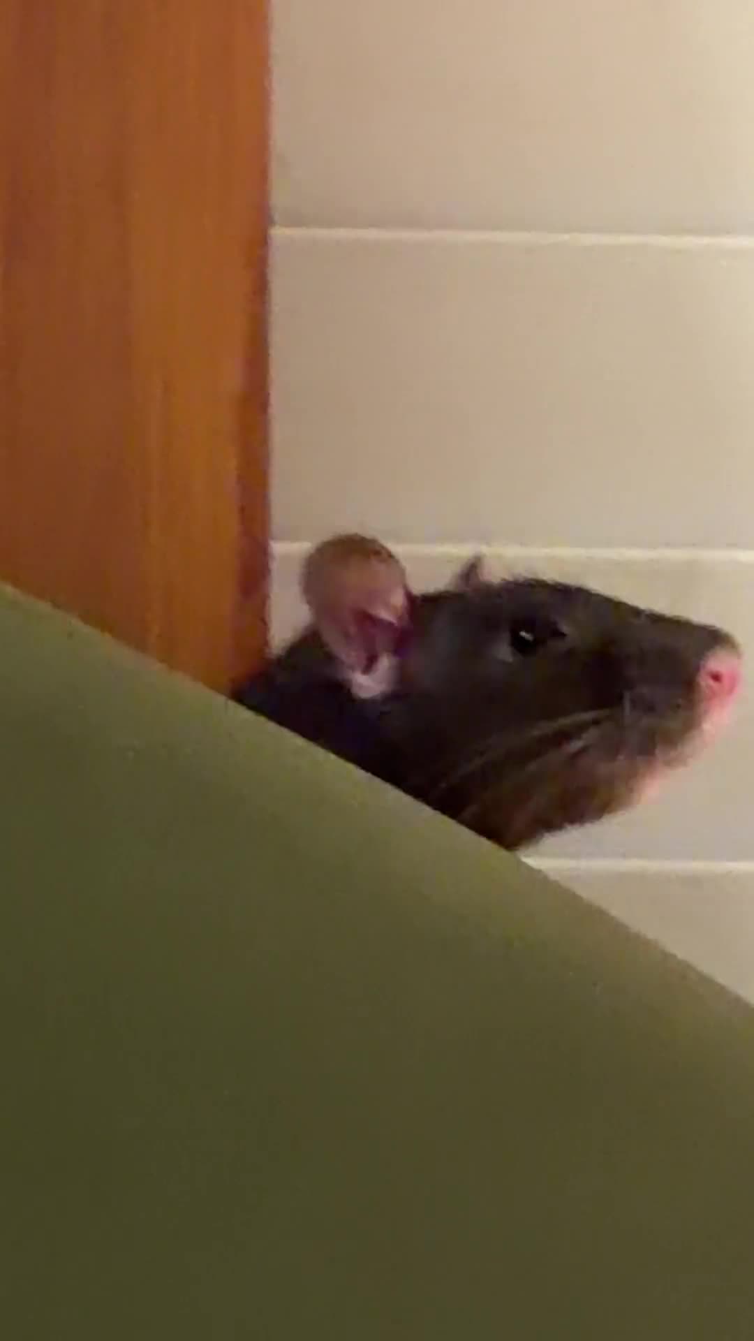 Rat rodents for sale: RATS - Sisters only babies still  - Video 1