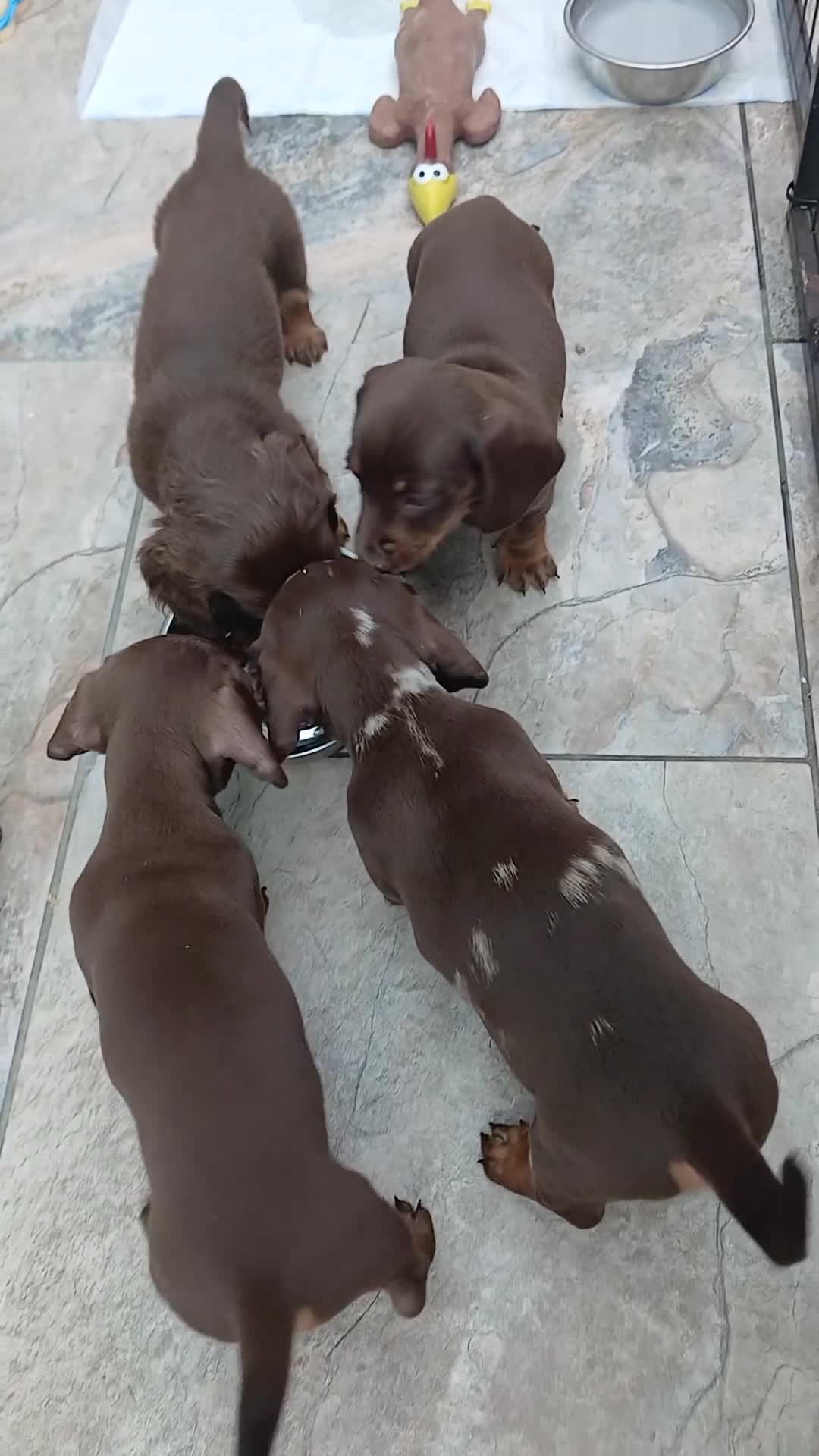 Miniature Dachshund dogs for sale: Miniature dachshund puppies  - Video 1