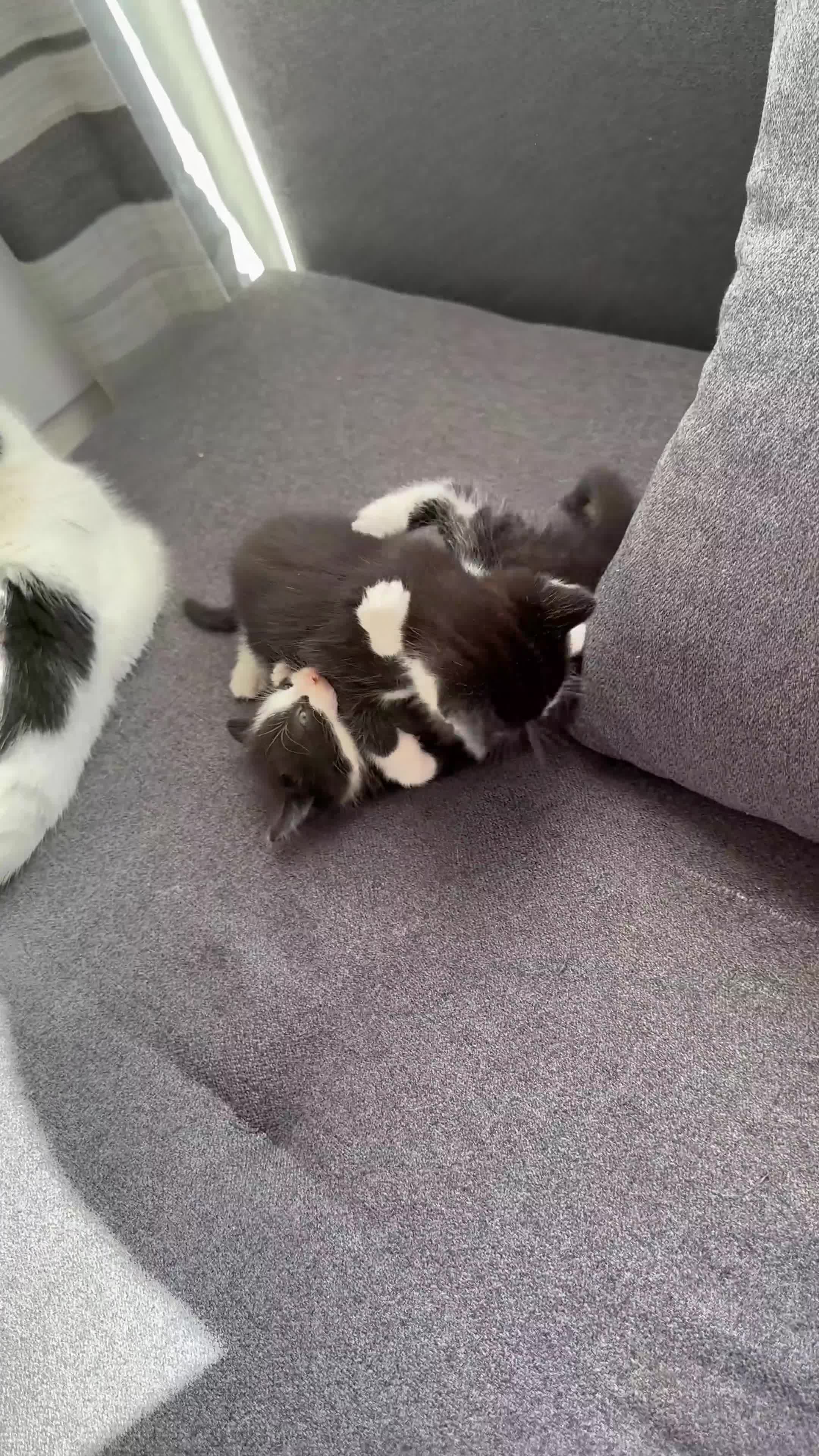 Mixed Breed cats for sale: Fluffy kittens  - Video 1