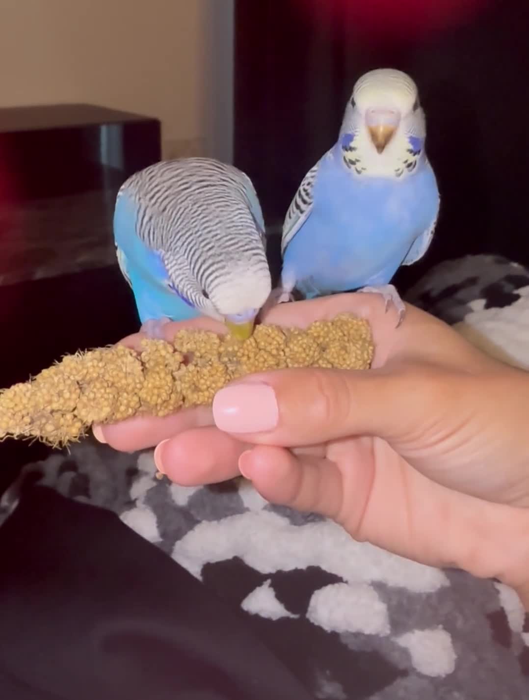 Budgerigars birds for sale: Two bonded budgies  - Video 1