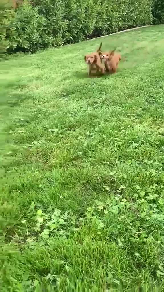 Cocker Spaniel dogs for sale: Female red cocker spaniel puppy in Bury Saint Edmunds - Video 1