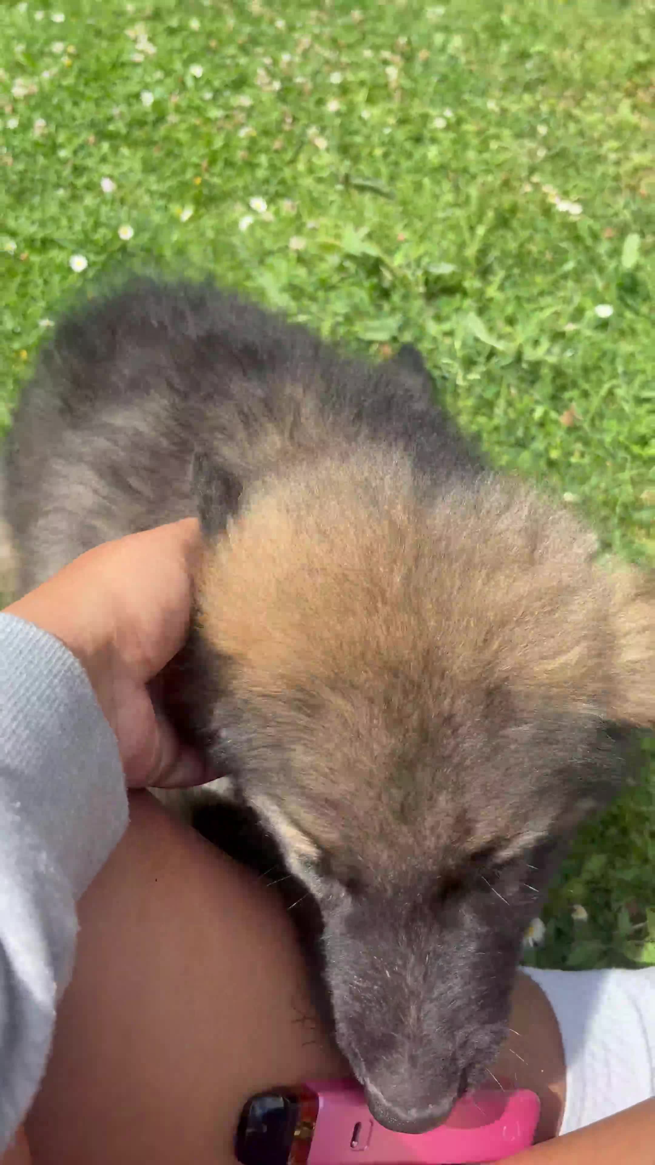 German Shepherd dogs for sale: Beautiful German Shepherd puppies for sale - Video 1