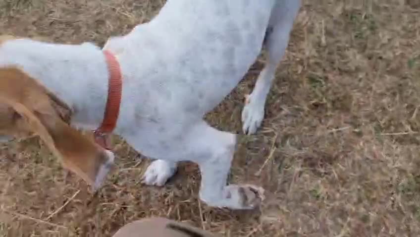 Mixed Breed dogs for adoption: Lucky – The Wibbly Woobly Pointer puppy  - Video 2