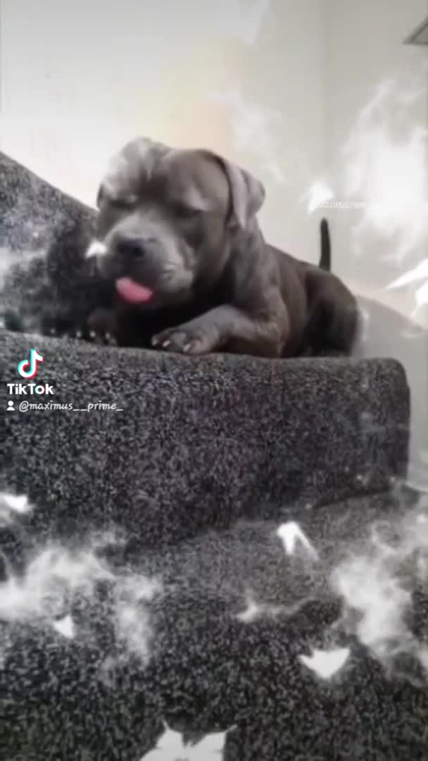 Staffordshire Bull Terrier dogs for stud: Maximus Prime ready for Stud in Birmingham - Video 2