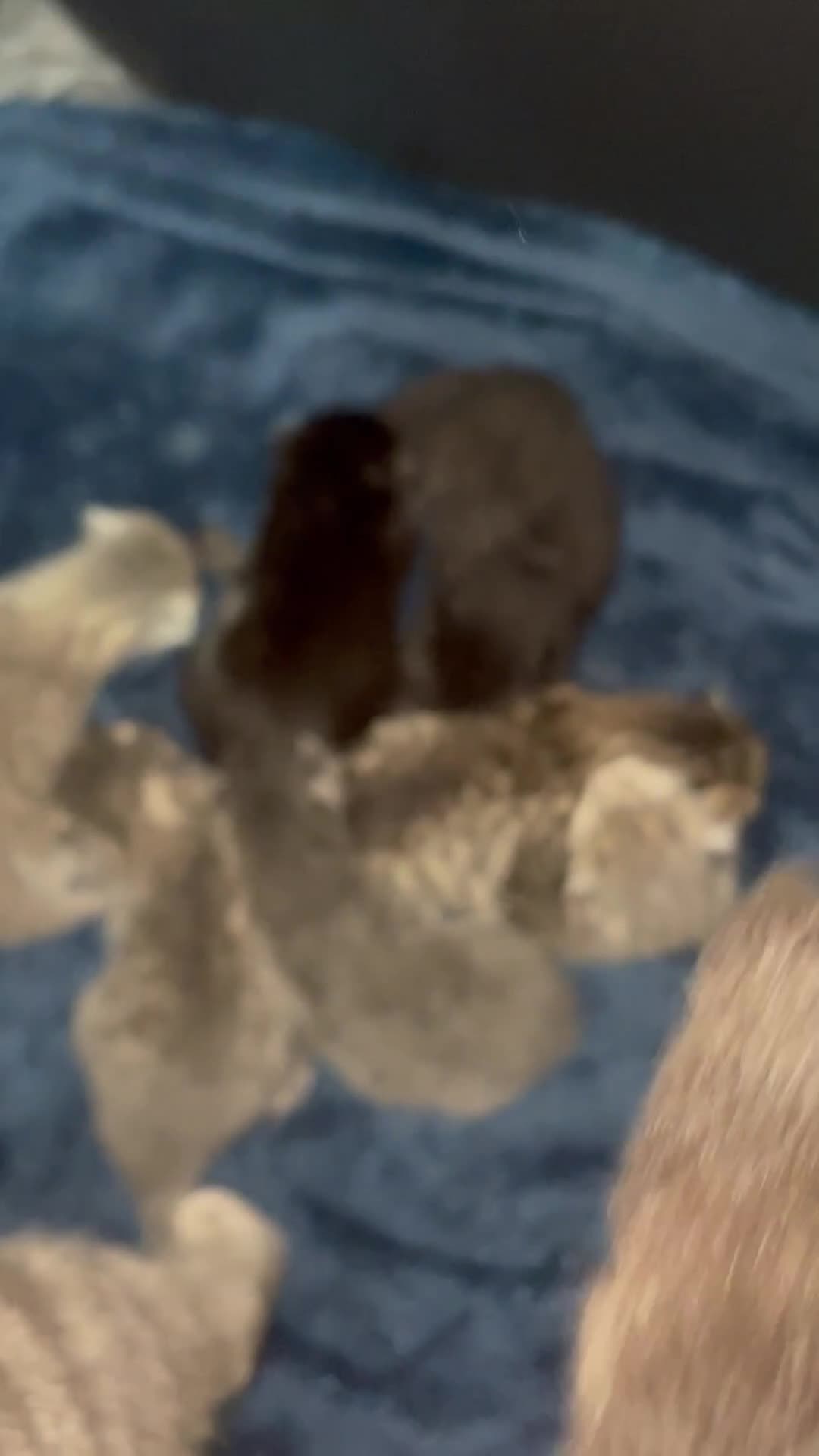 Mixed Breed cats for sale: 7 BEAUTIFUL KITTENS - Video 1