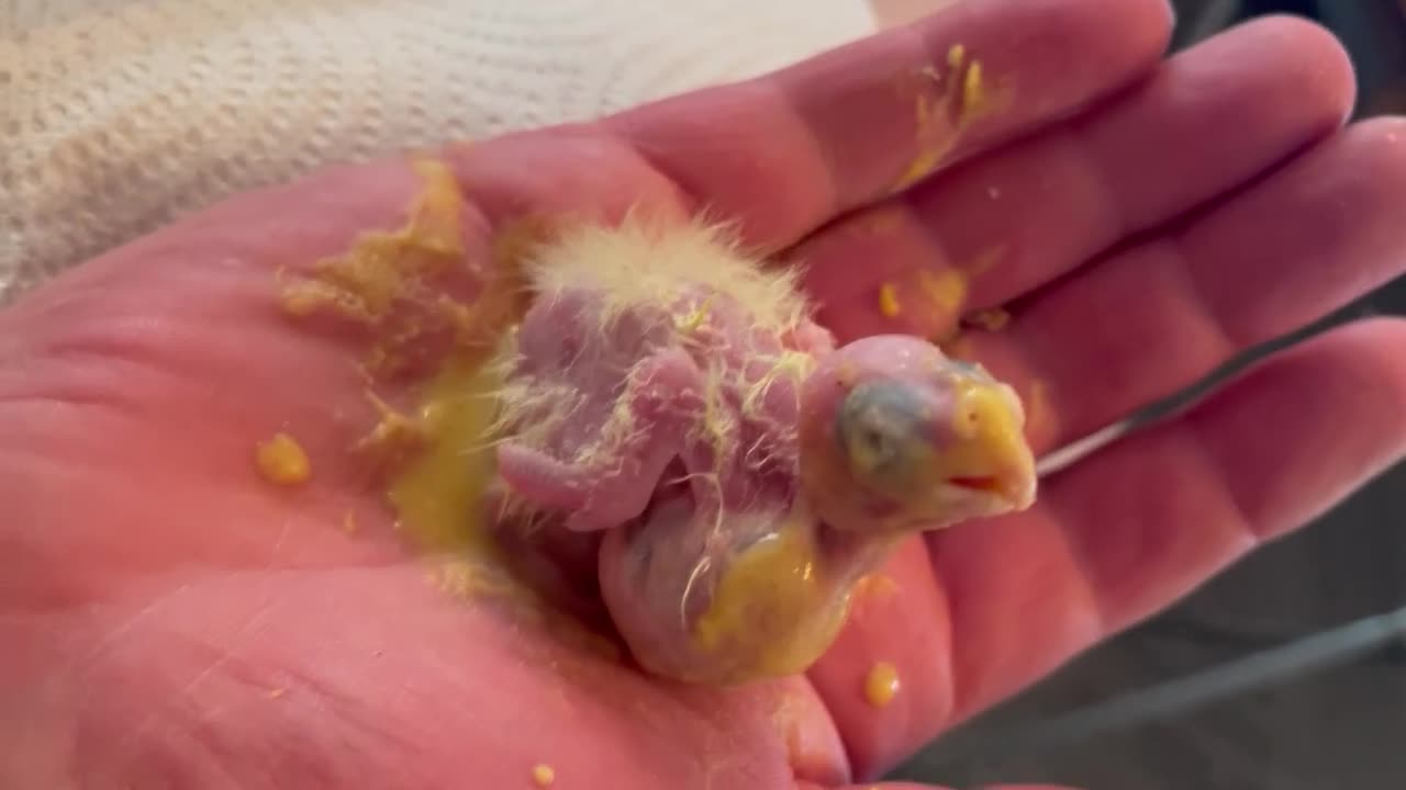 Cockatiels birds for sale: 4 cockatiels in Chesterfield - Video 1