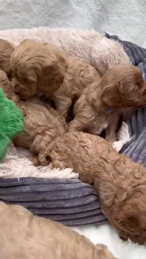 Cavapoo dogs for sale: Toy cavapoo puppies.extensively health tested - Video 1