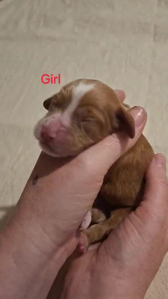 Cocker Spaniel dogs for sale: Working Cocker Spaniel Puppies - Video 2