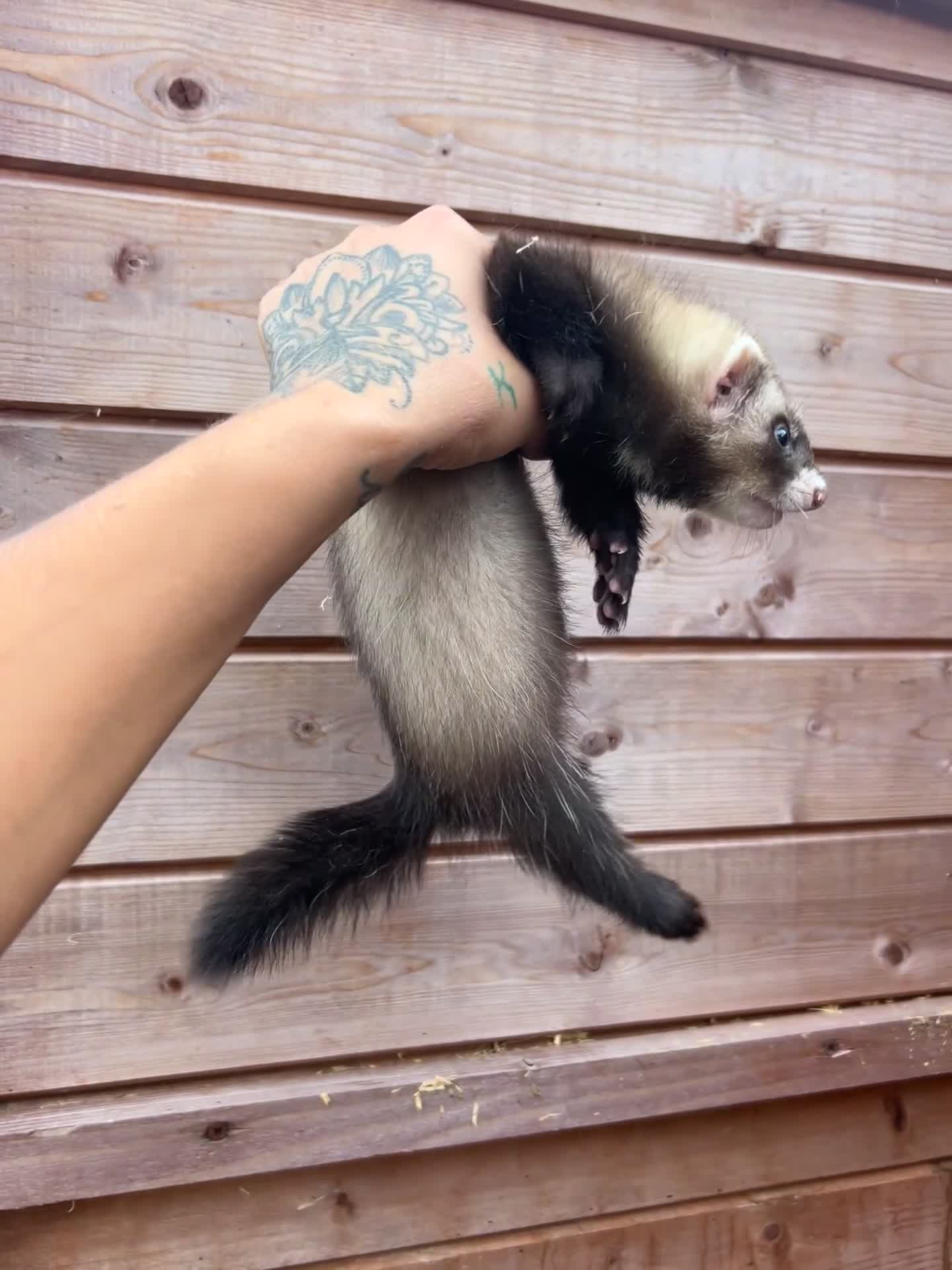 Ferret rodents for sale: 1 sable semi hob left 9 weeks old - Video 2