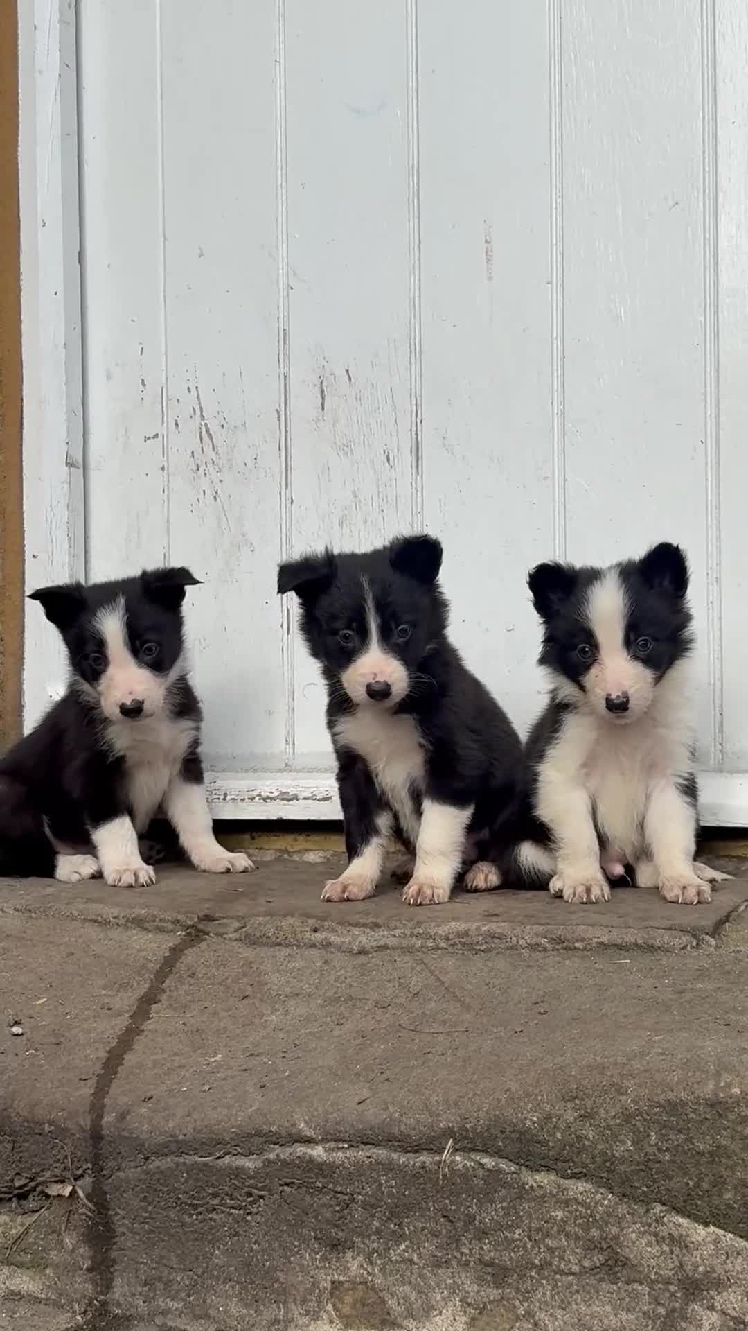 Border Collie dogs for sale: 3 gorgeous border collie puppies  - Video 1