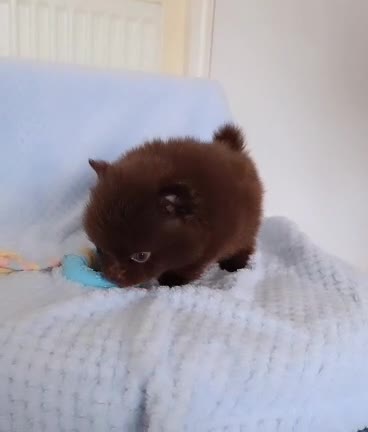 Pomeranian dogs for sale: 🐶 Tiny pomeranian puppies 🐶  - Video 4