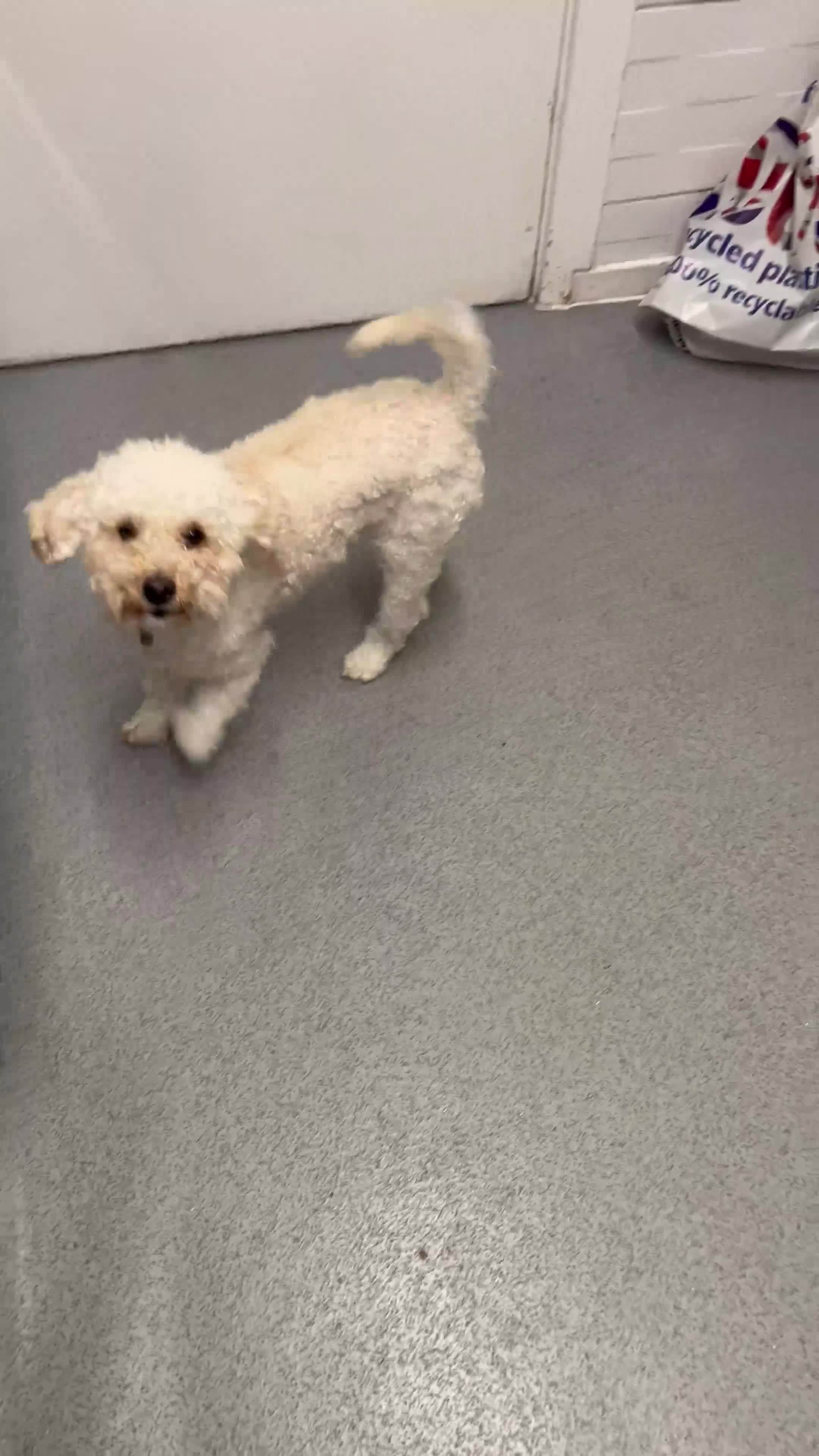 Toy Poodle dogs for sale: Beautiful 2-Year-Old Toy Poodle (price negotiable) - Video 1