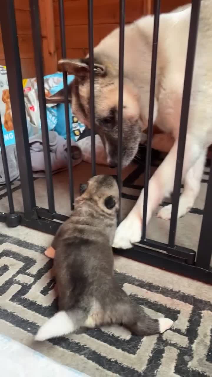 Akita dogs for sale: Chunky akita puppies for sale. - Video 2