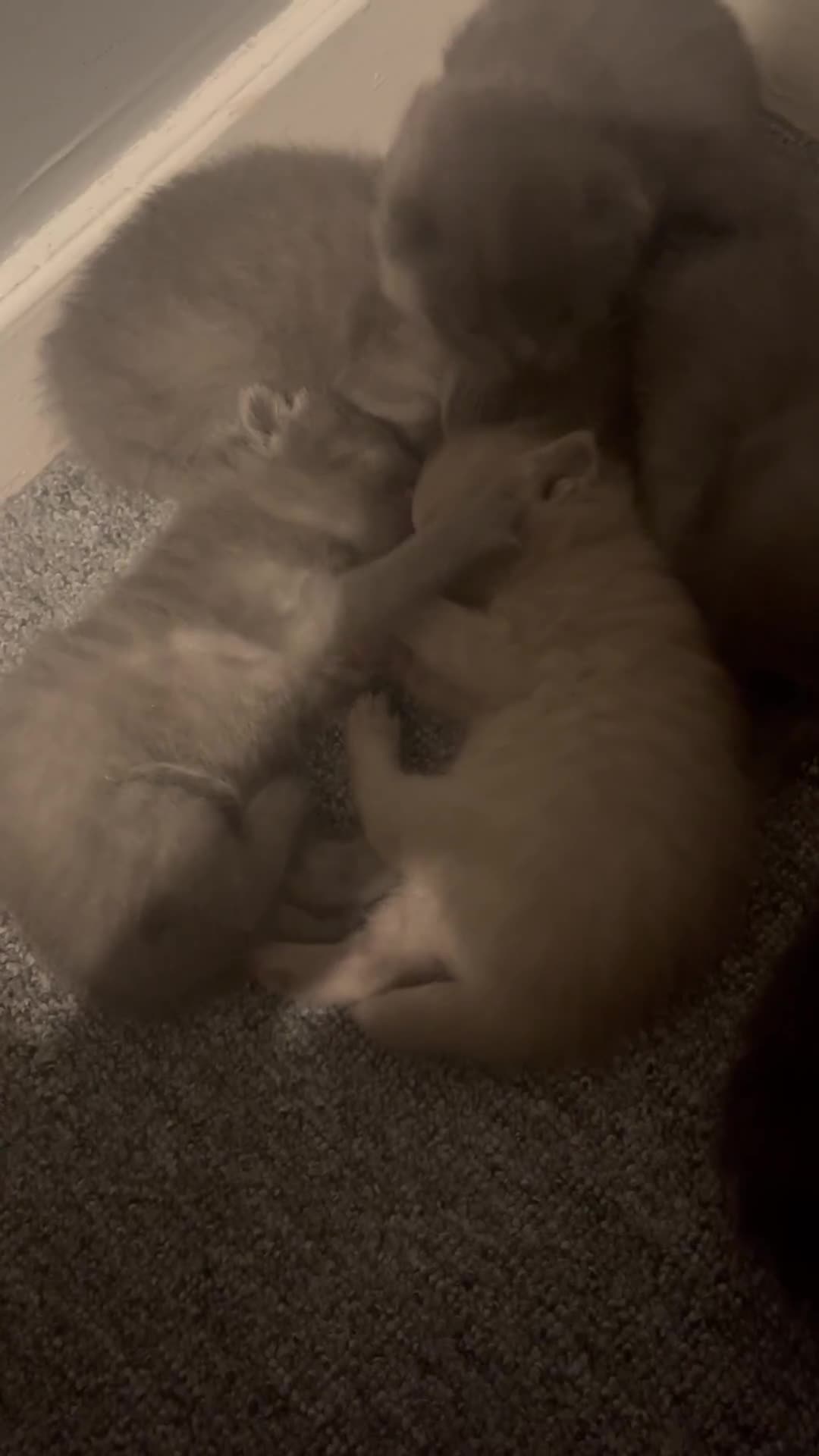 British Shorthair cats for sale: British Shorthair Kittens 🐾💜 - Video 1