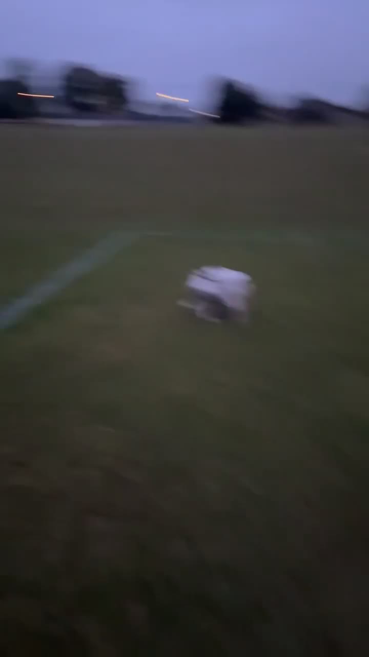 Japanese Akita Inu dogs for sale: Japanese Akita  - Video 3